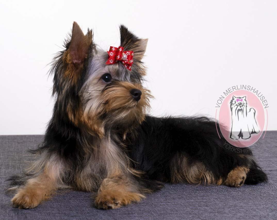cachorro yorkshire en venta