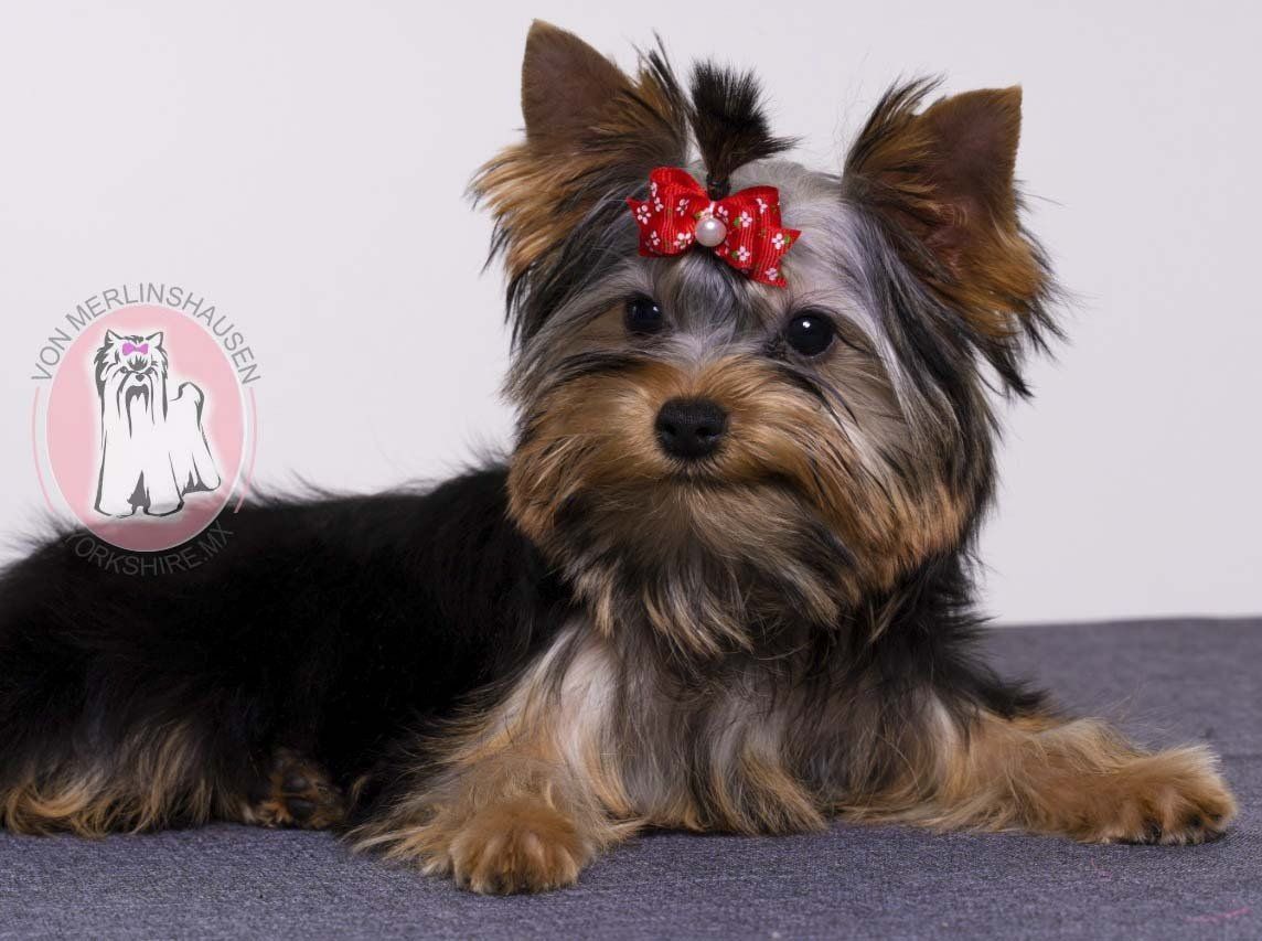cachorro yorkshire en venta