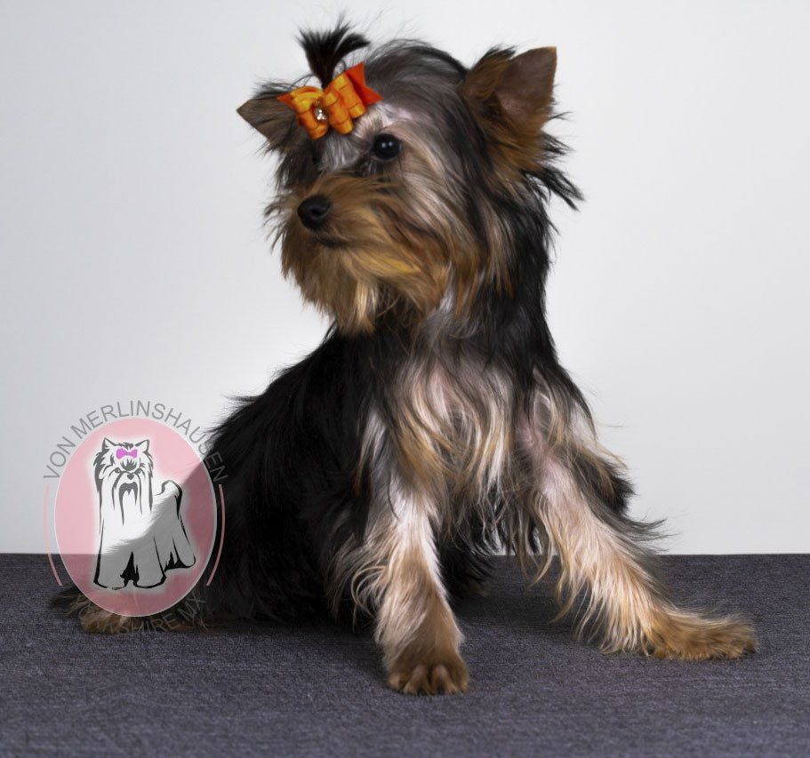 cachorro yorkshire en venta