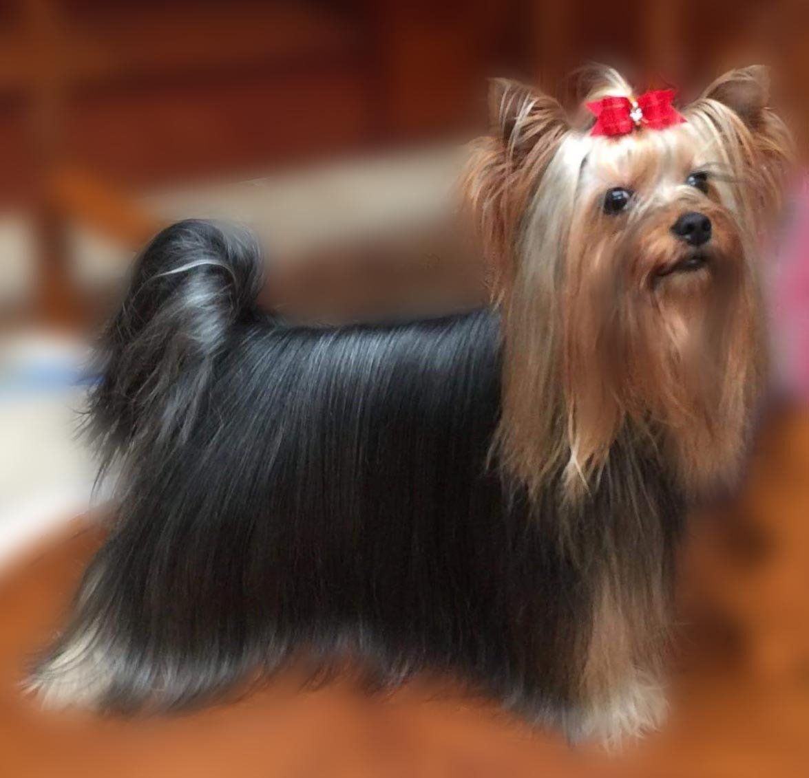 criadero de yorkie en mexico