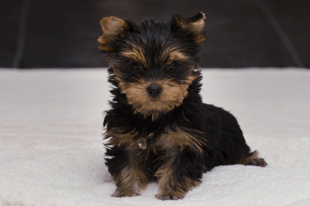cachorros yorkshire en venta