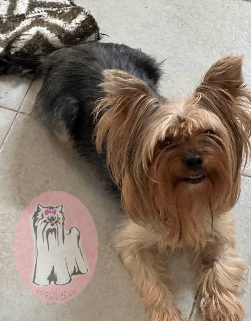 yorkie en adoptacion