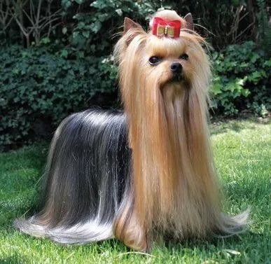yorkie en venta en Nashville
