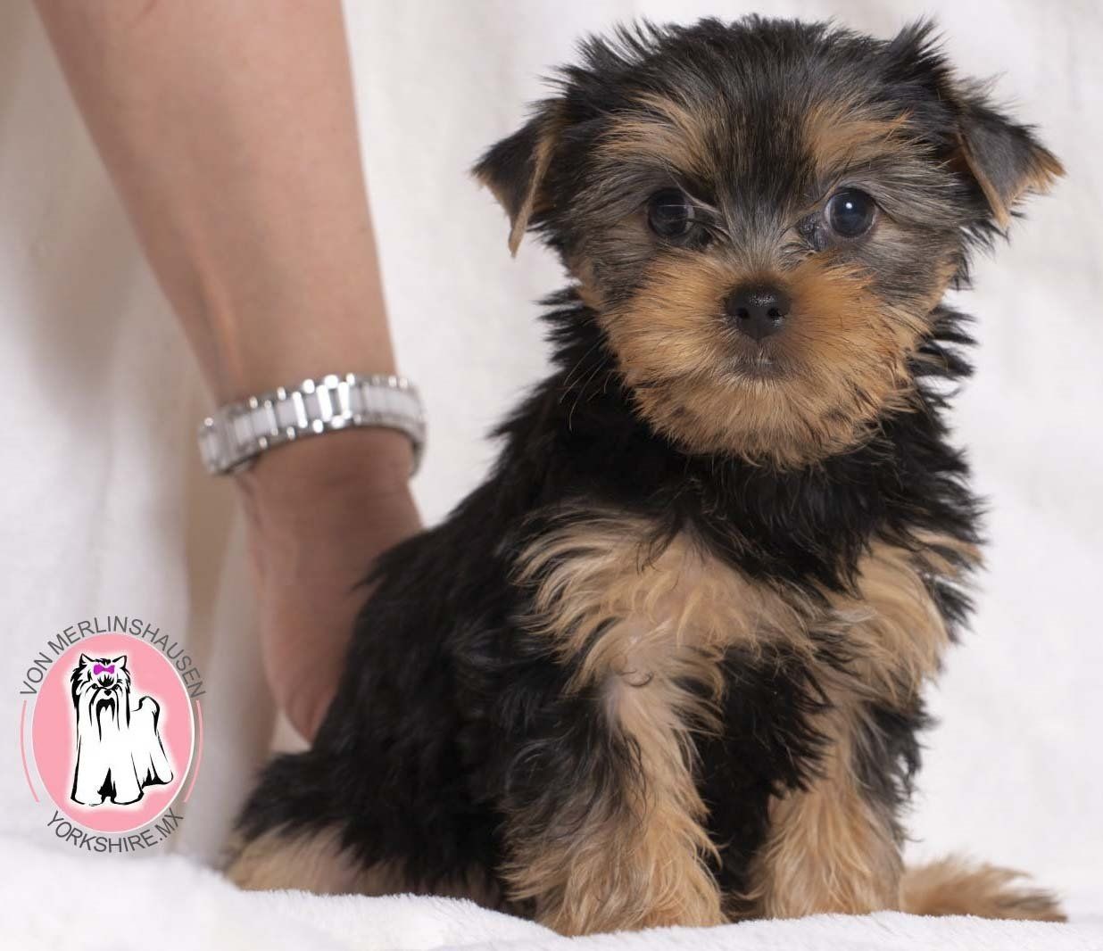 cachorro yorkshire en venta