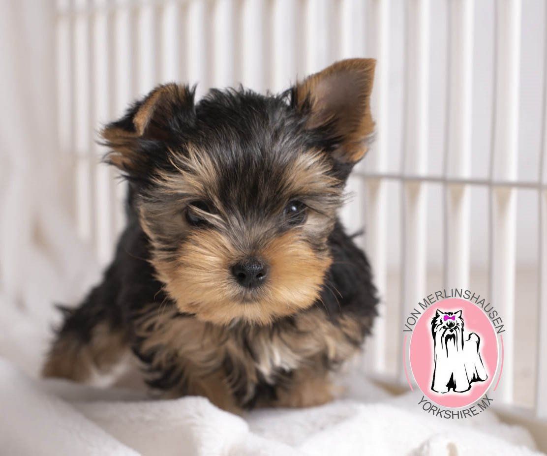 cachorro yorkshire en venta