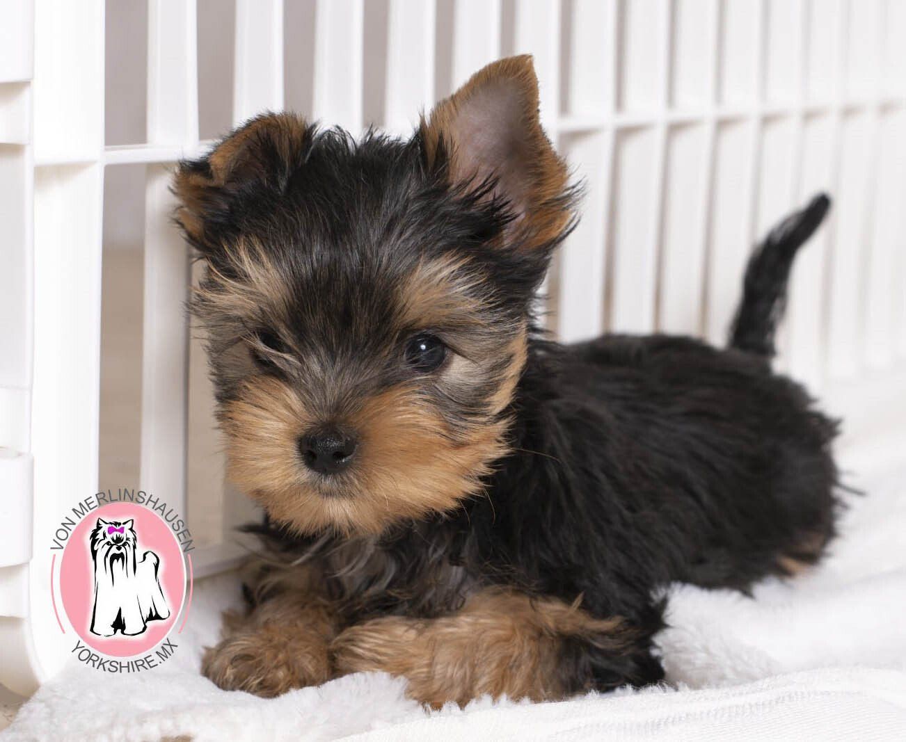 cachorro yorkshire en venta
