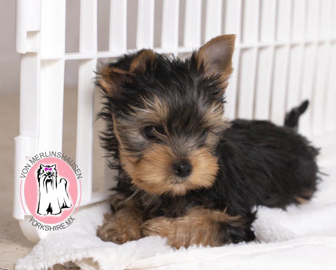 cachorro yorkshire en venta