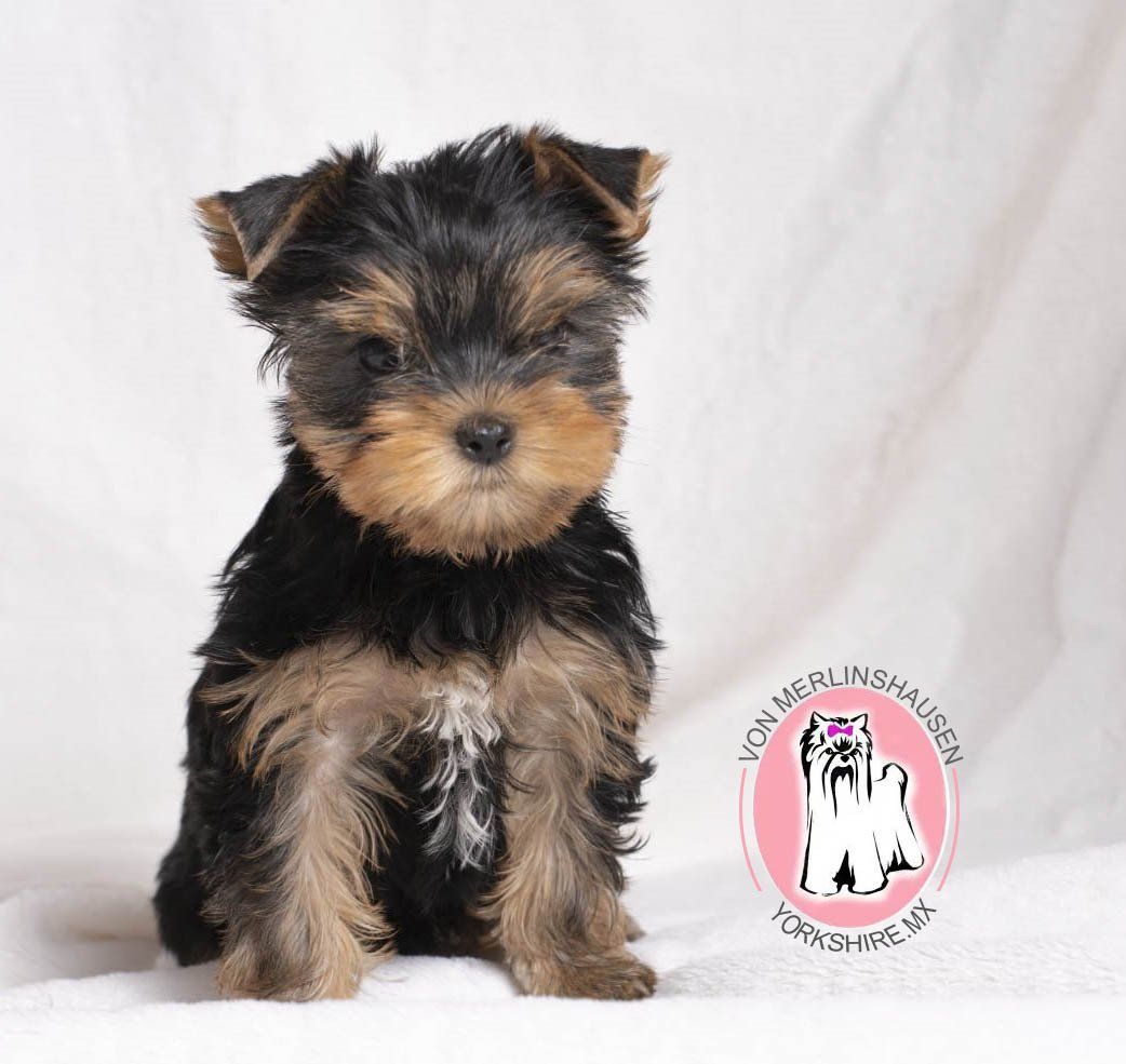 cachorros yorkshire en venta