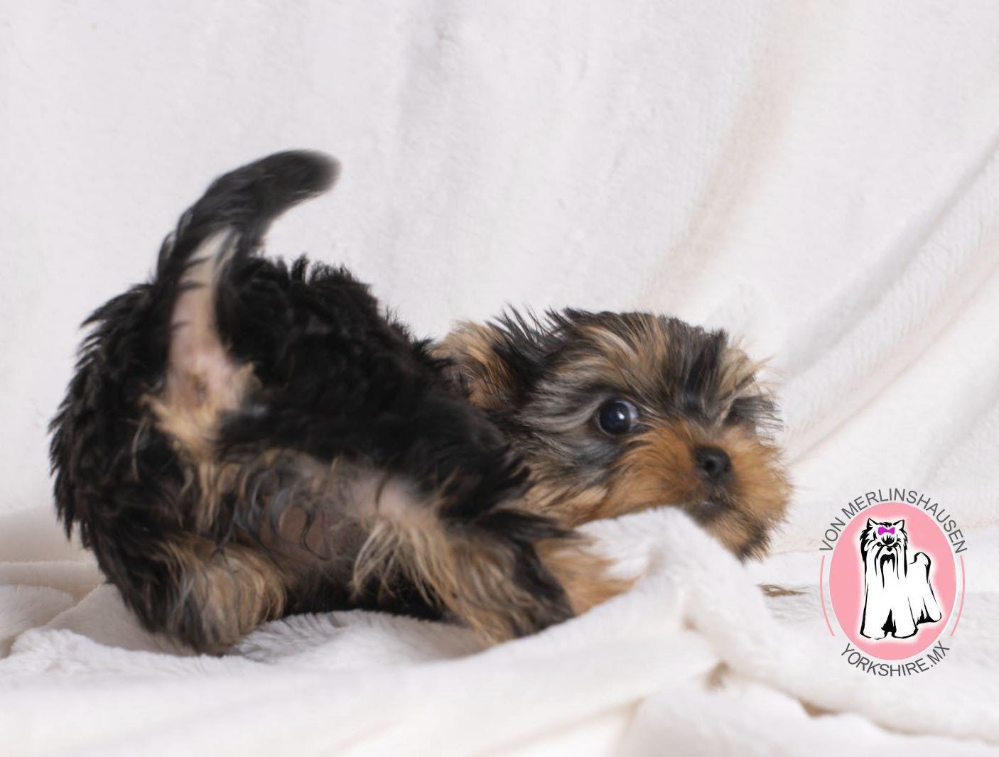 cachorro yorkshire en venta