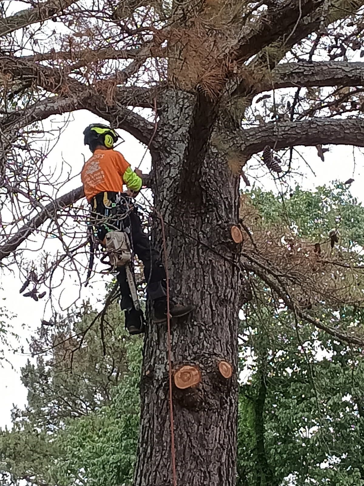 Arborist in orange vest climbing a large tree with a chainsaw, trimming branches