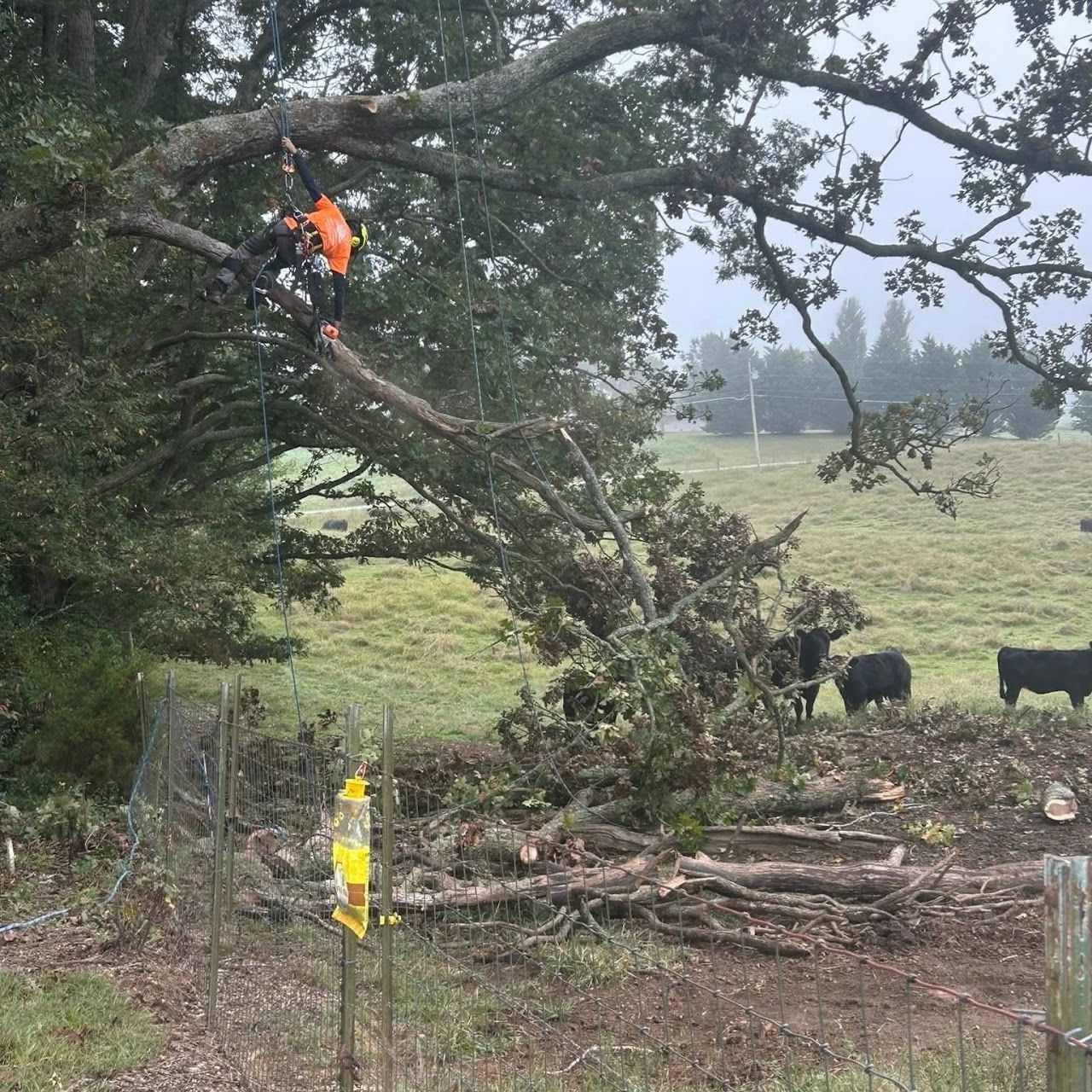 Person in orange working on a fallen tree in a muddy field near grazing cattle.
