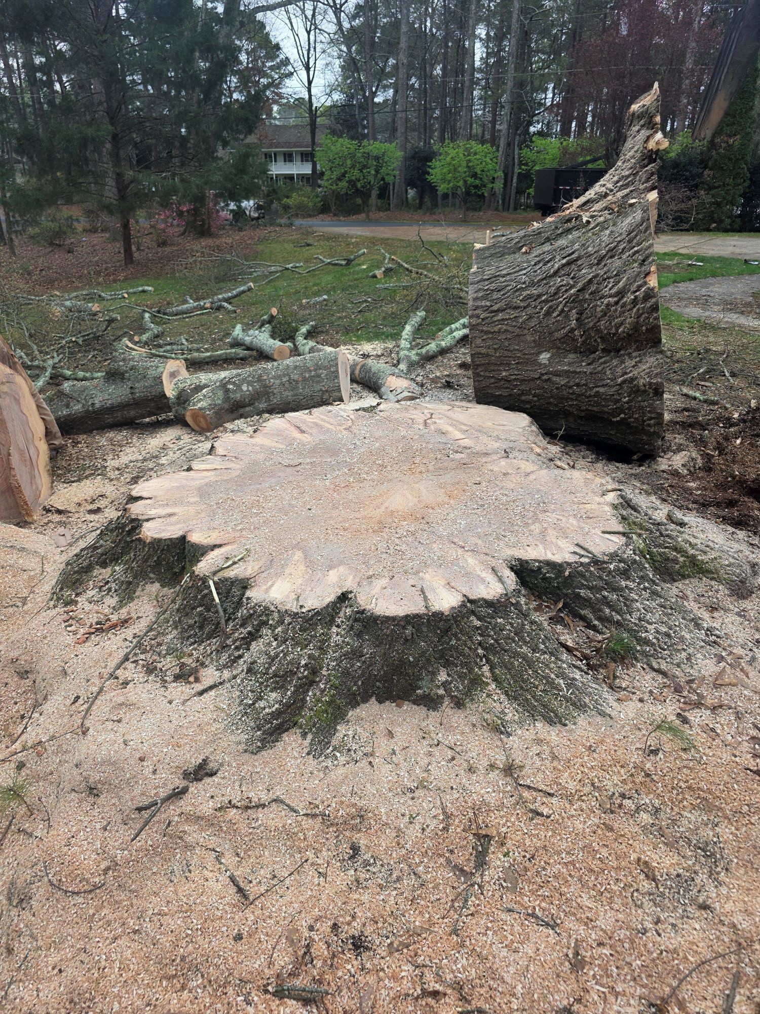 Uprooted tree stump with sawdust and fallen logs in a wooded yard after storm damage