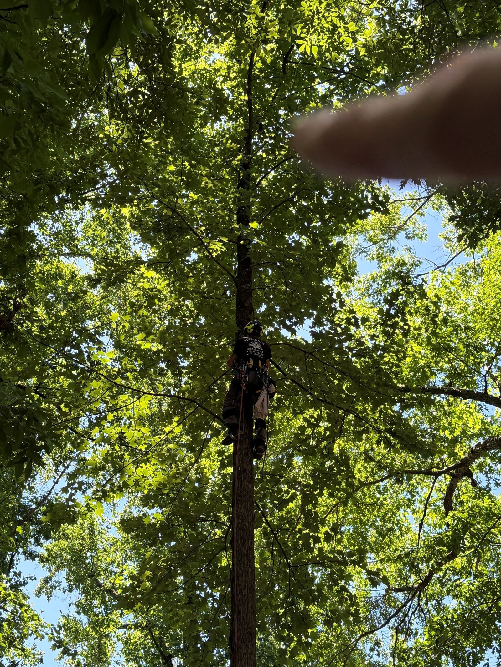 Finger pointing at a tall tree canopy with sunlight filtering through green leaves and blue sky
