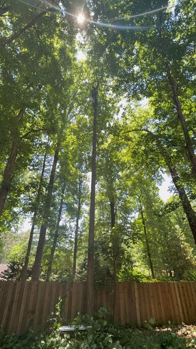 Tall trees in a sunny backyard behind a wooden fence, with sunlight filtering through green leaves.