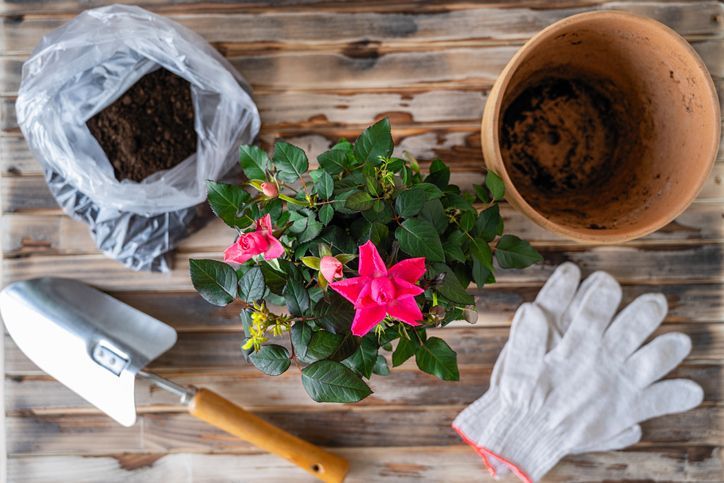 a potted plant , gloves , a shovel , and a bag of soil are on a wooden table .