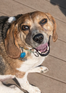 Client review for Doggy K Care from Stephanie and her Golden Retriever