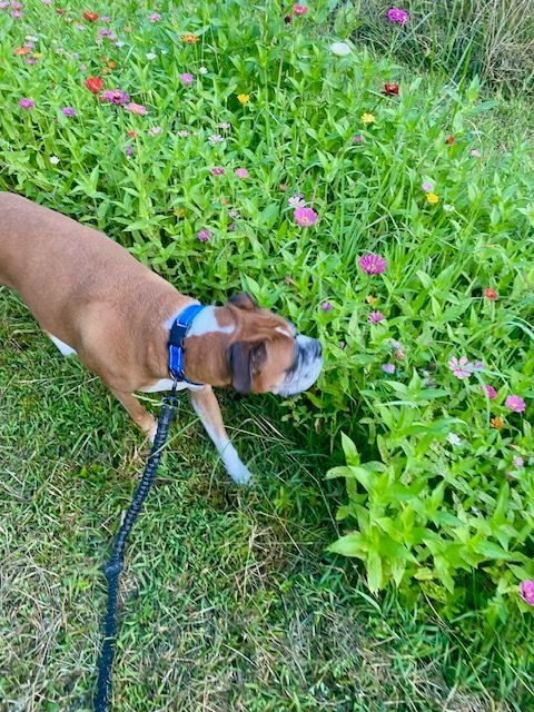 Paducah Dog Boarding Dog Walking Dog Daycare Pet Sitting Near Me