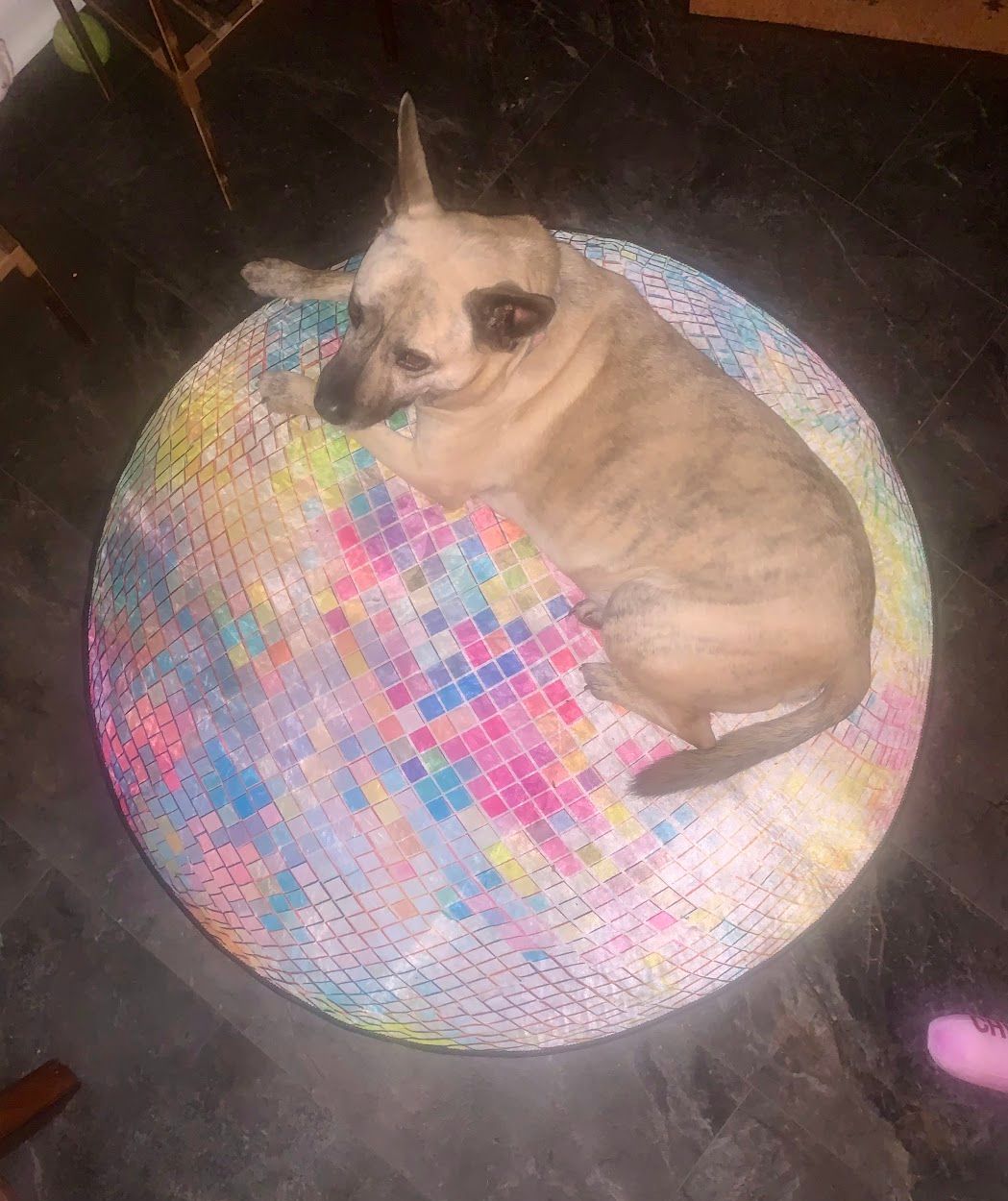Dog lounging on cozy rug at Doggy K Care in Paducah, KY