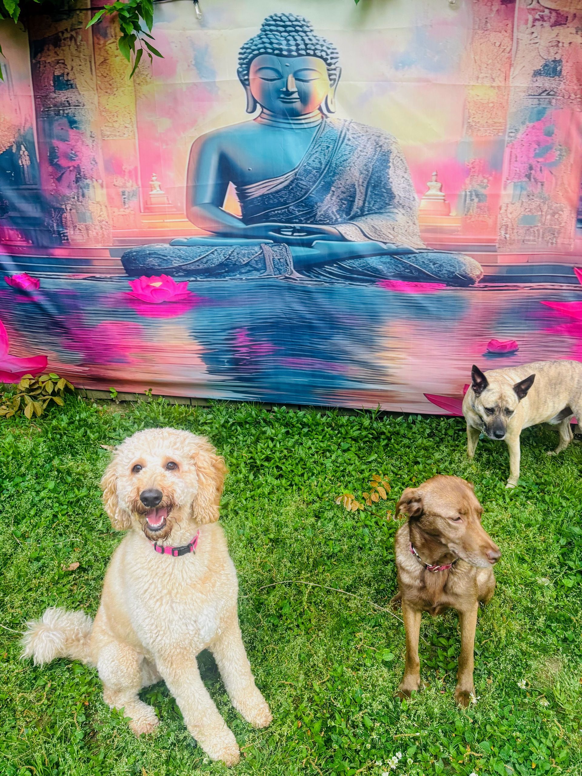 Dogs sitting in sunshine in backyard in front of a buddha statue