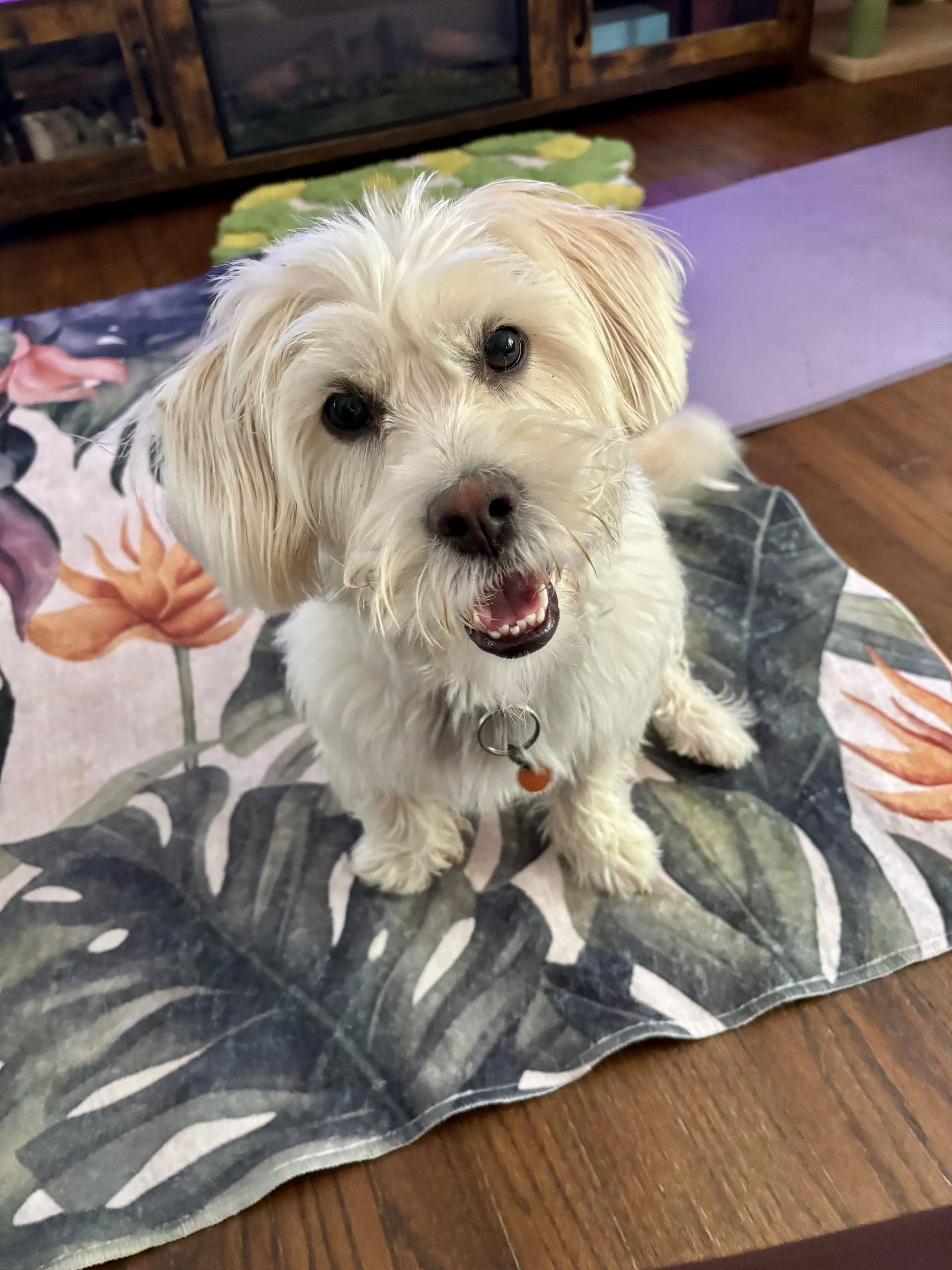 Cute dog inside on a tropical rug at Doggy K Care in Paducah, KY