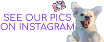 Instagram link for Doggy K Care in Paducah, KY with cute white dog