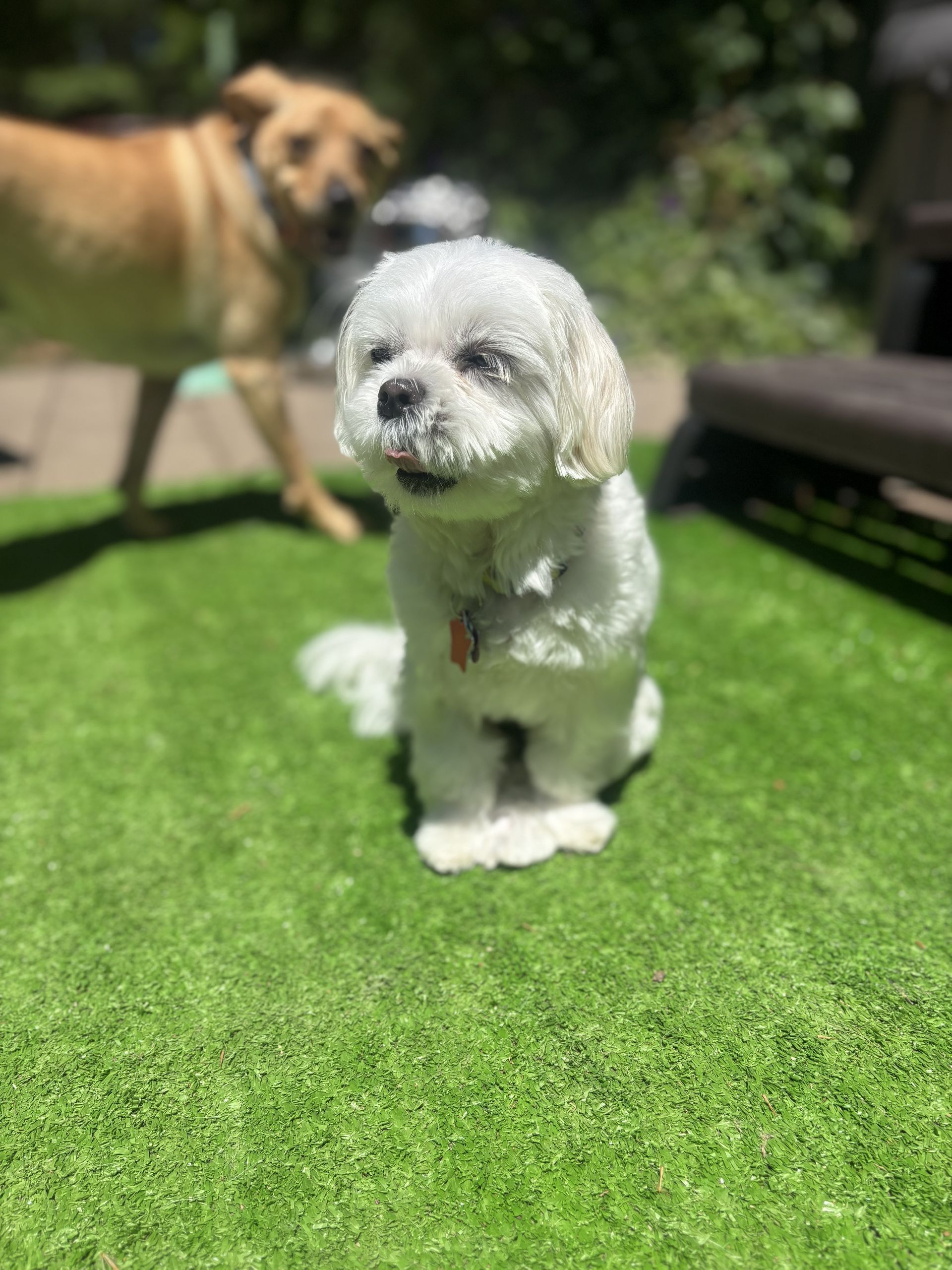 Little dog outside in sunshine at Doggy K Care in Paducah, KY