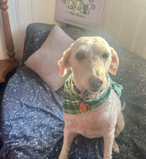 Review for Doggy K Care from Tricia and her Doodle mix dog