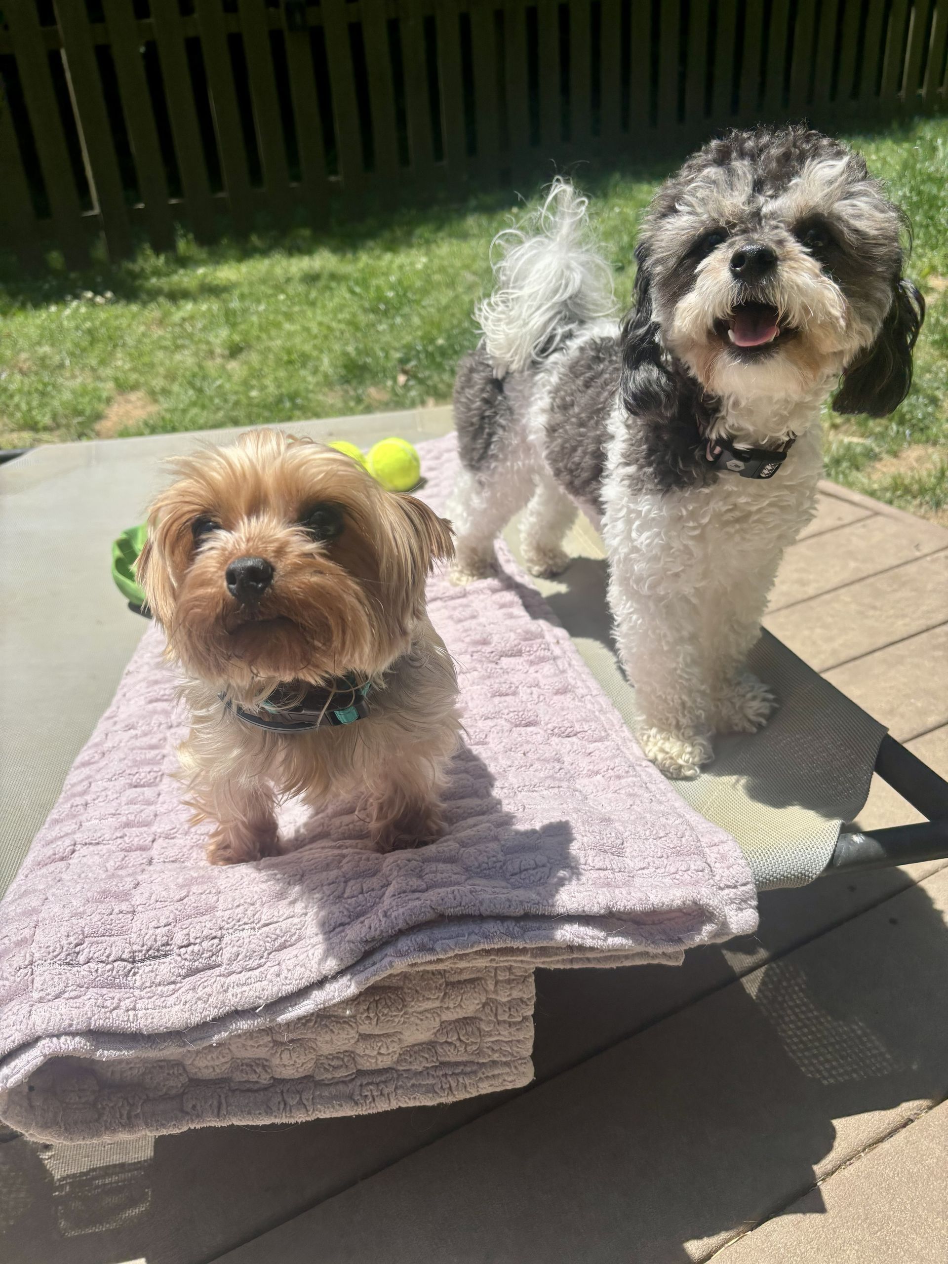 Little dogs lounging together outside in the sun at Doggy K Care in Paducah, KY