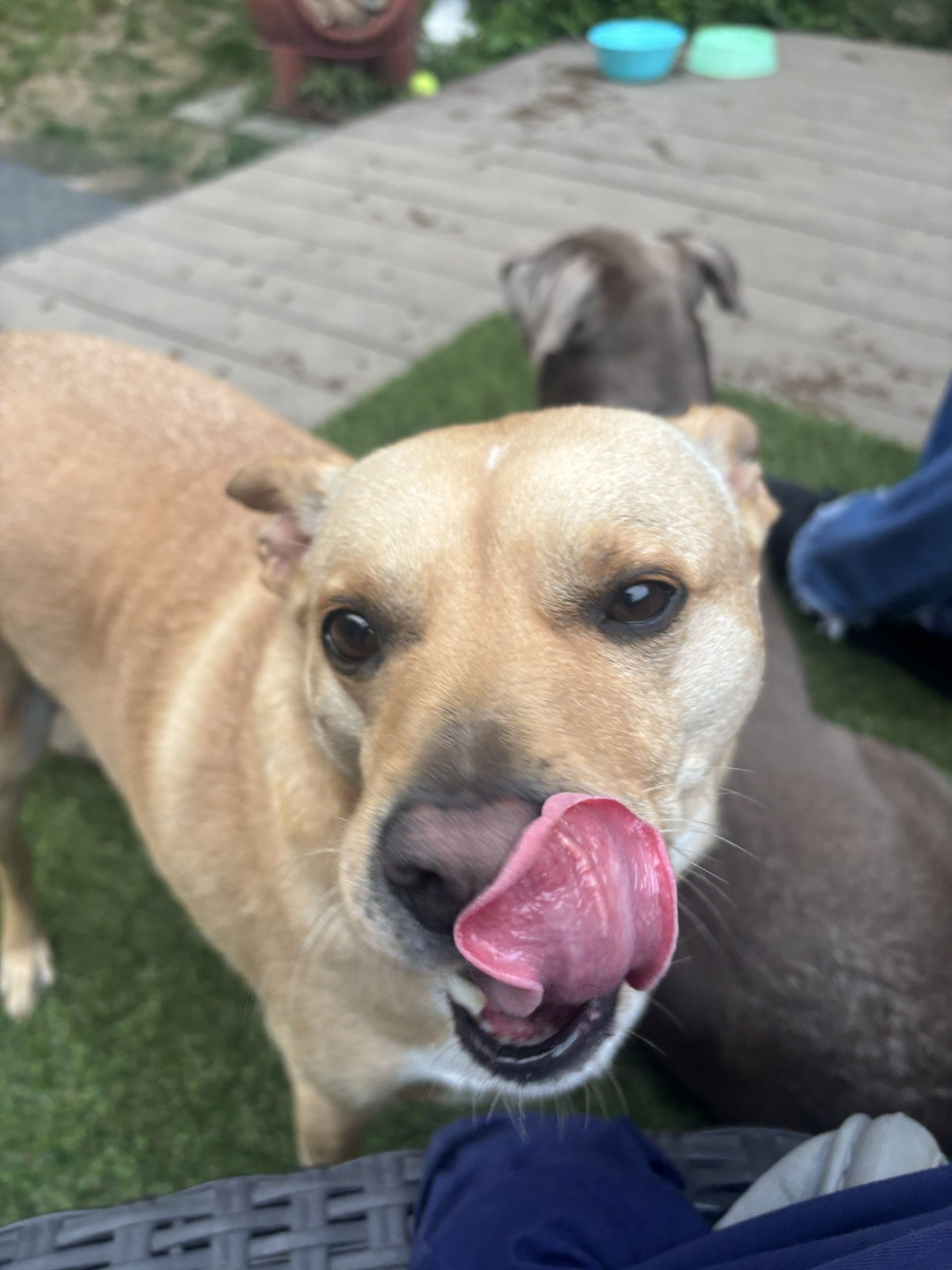 Dog licking his chops after getting a treat at Doggy K Care in Paducah, KY