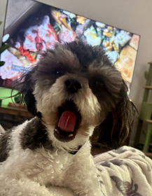 Review of Doggy Daycare services for Doggy K Care from Billy and his small breed dog