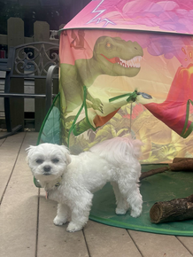 Doggy K Care customer review from Jean and her small Maltese dog