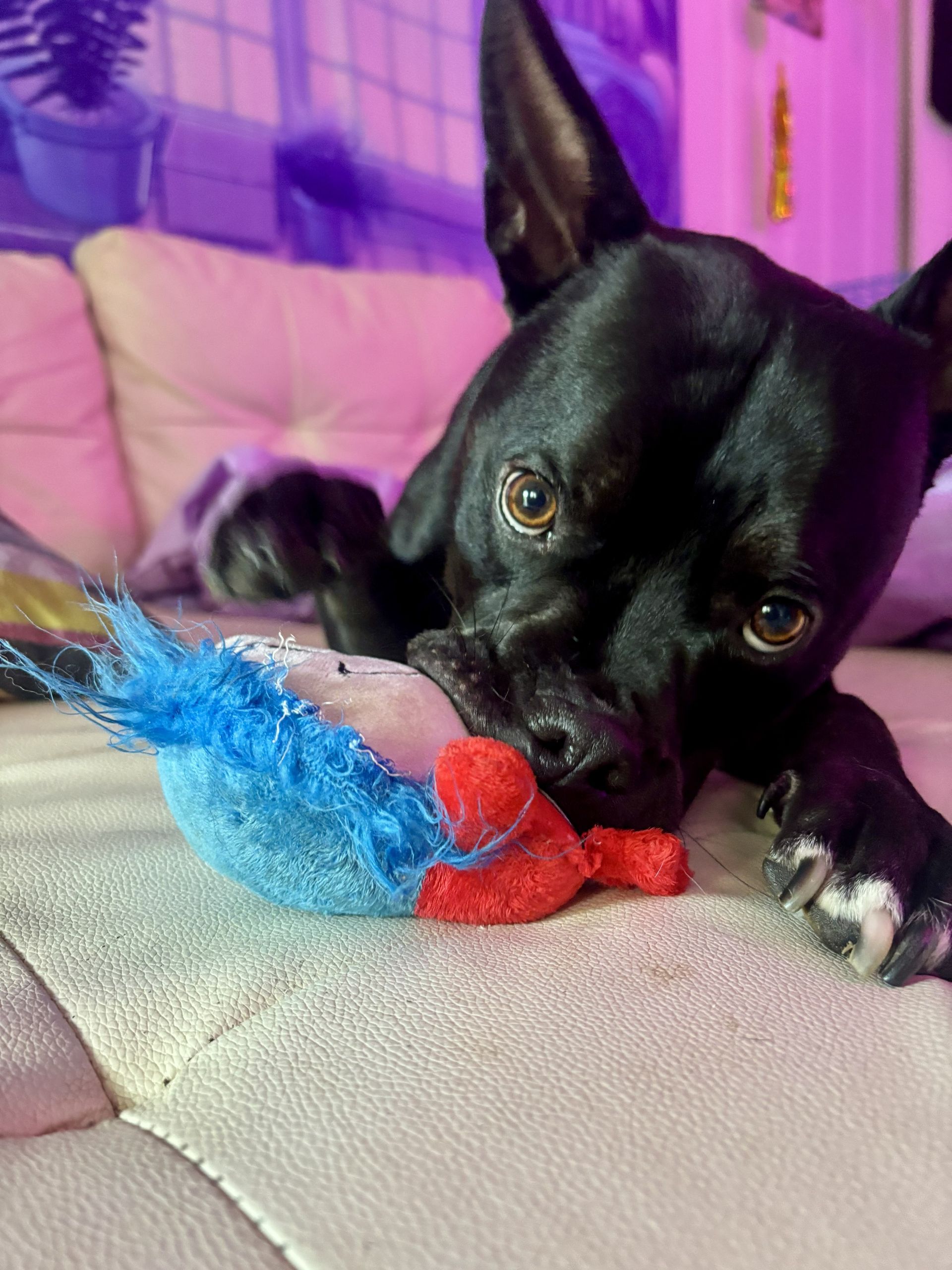 Black dog playing with toy on white leather couch at Doggy K Care