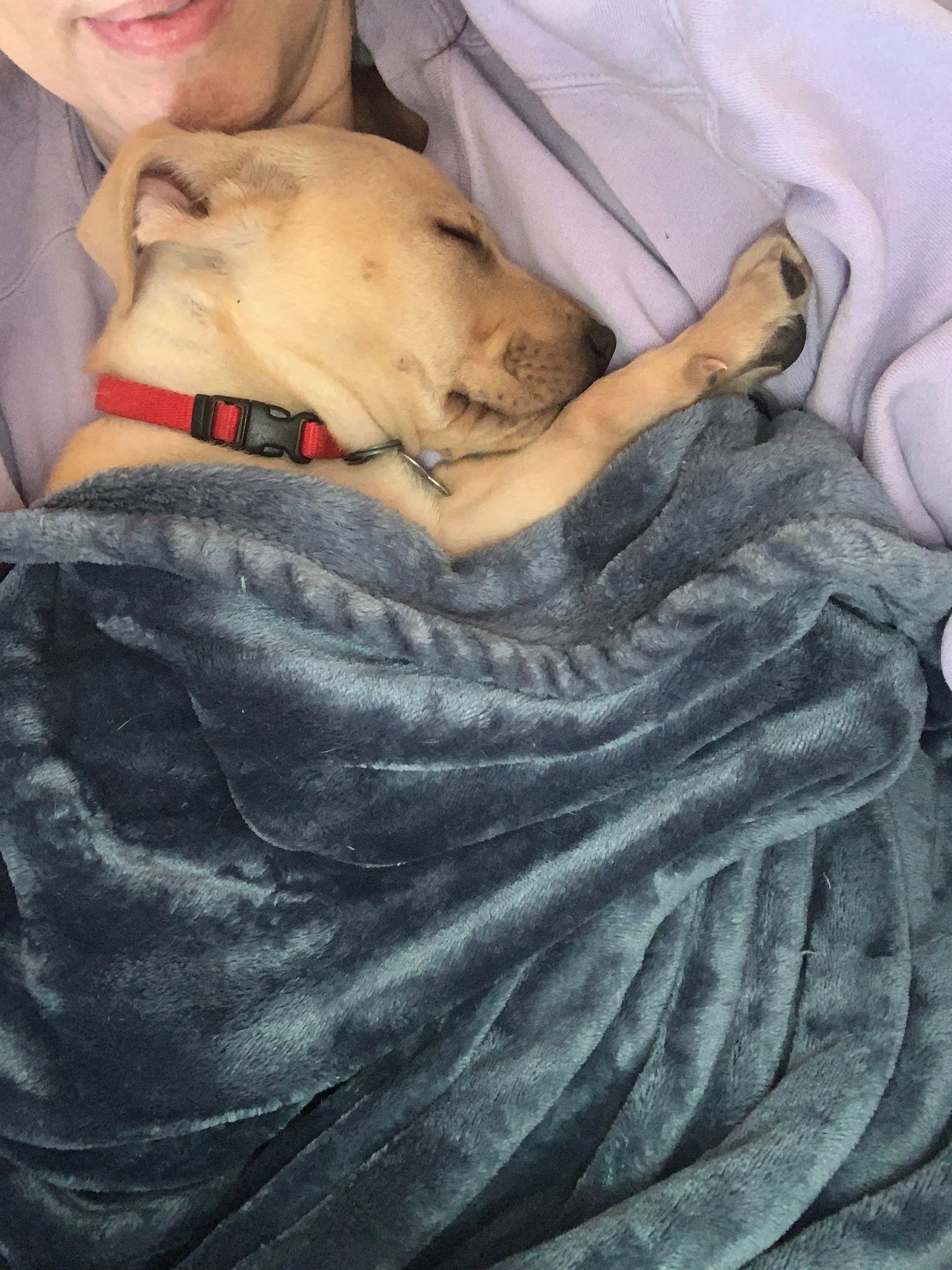 Puppy cuddling during in-home dog boarding in Paducah, KY