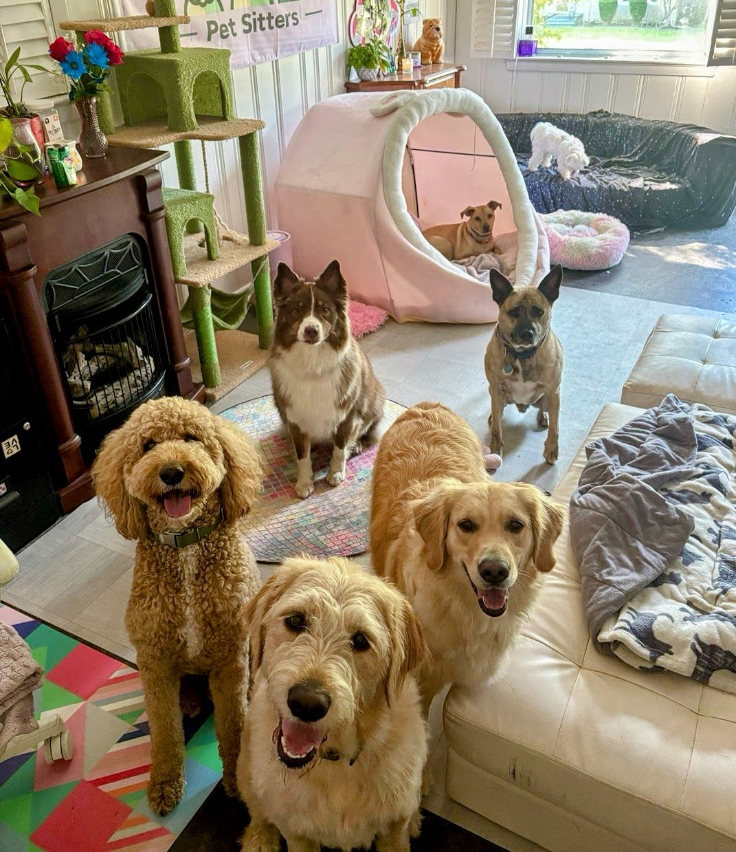 Dogs in the daycare room at Doggy K Care
