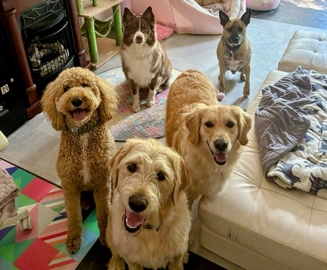 Dogs enjoying in-home boarding at Doggy K Care in Paducah, KY