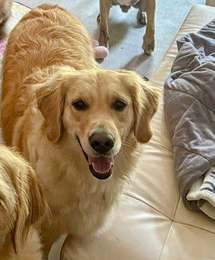 Client review for Doggy K Care from Stephanie and her Golden Retriever