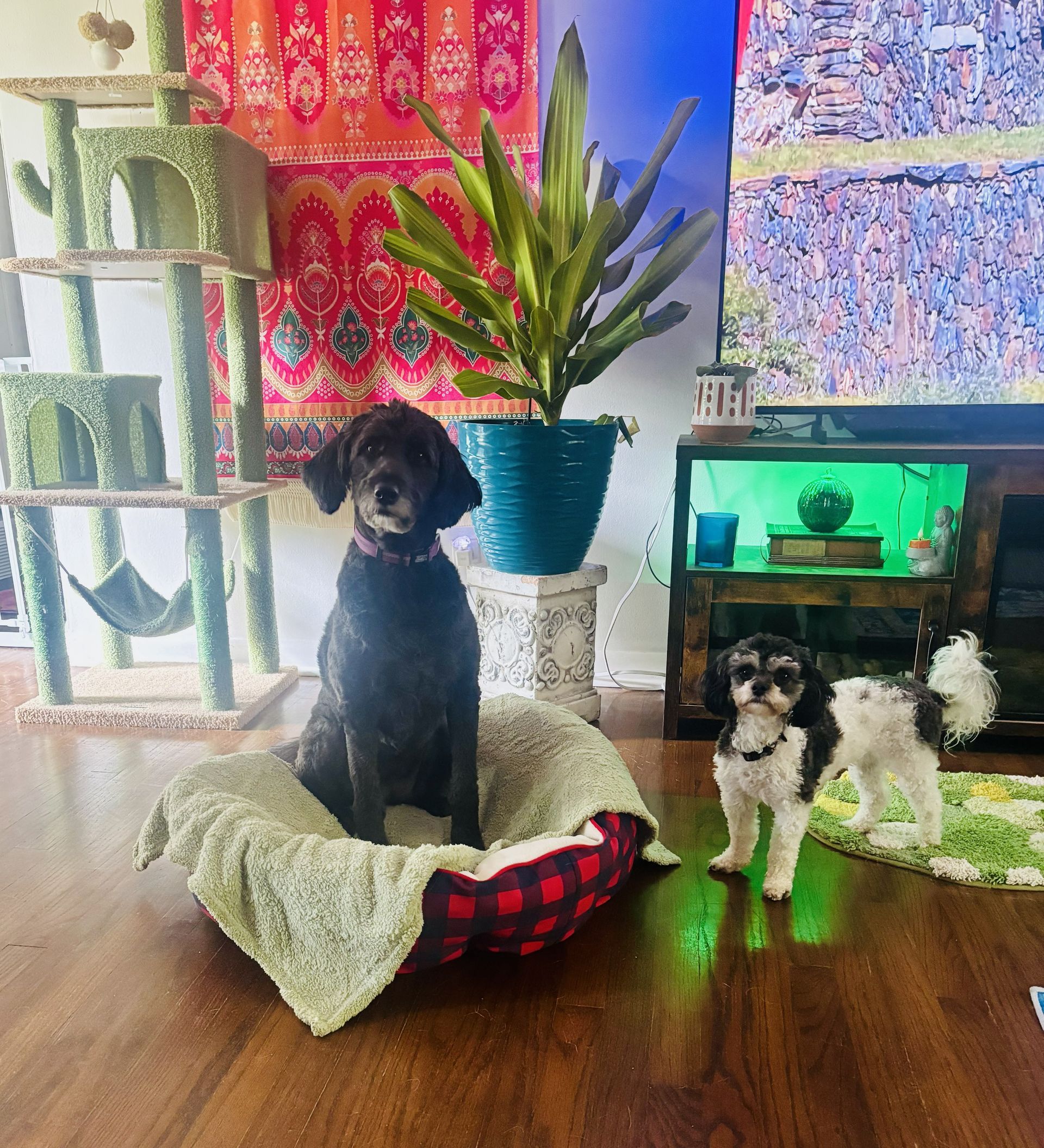 Big doodle and little doodle dog inside at Doggy K Care in Paducah, KY