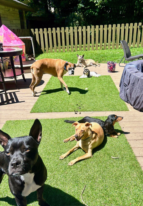 Dogs of all breeds and sizes lounging in the sun in the fenced yard at Doggy K Care