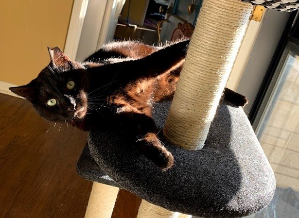 Paducah Pet