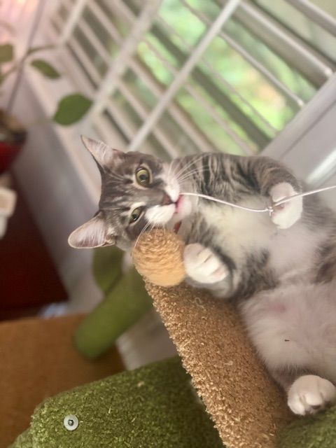 Cat staying at Doggy K Care in Paducah KY