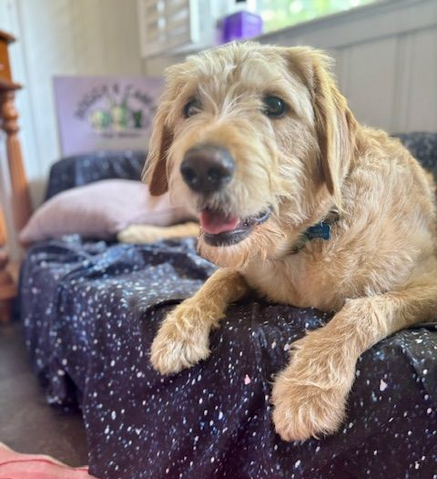 Golden doodle lounging on giant dog bed at Doggy K Care in Paducah, KY
