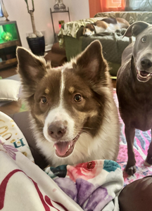 Client review for Doggy K Care from Stephanie and her Golden Retriever
