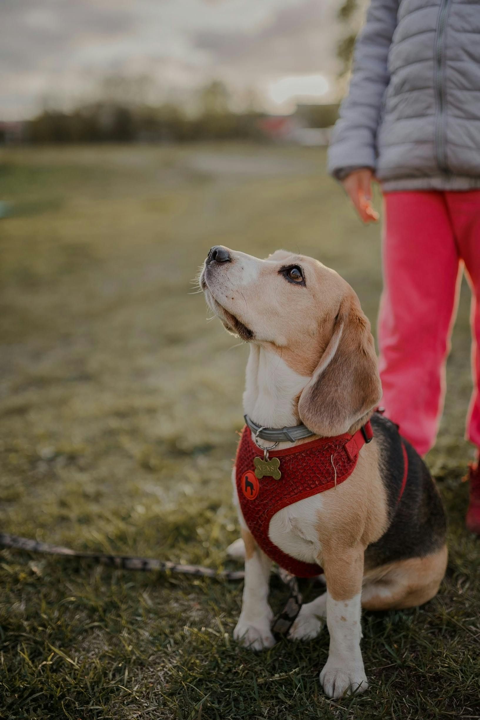 Doggy K Care dog sitter Paducah KY Lone Oak, Murray, Mayfield, Western Kentucky Reliable Pet Sitter, Find Paducah Dog Sitter