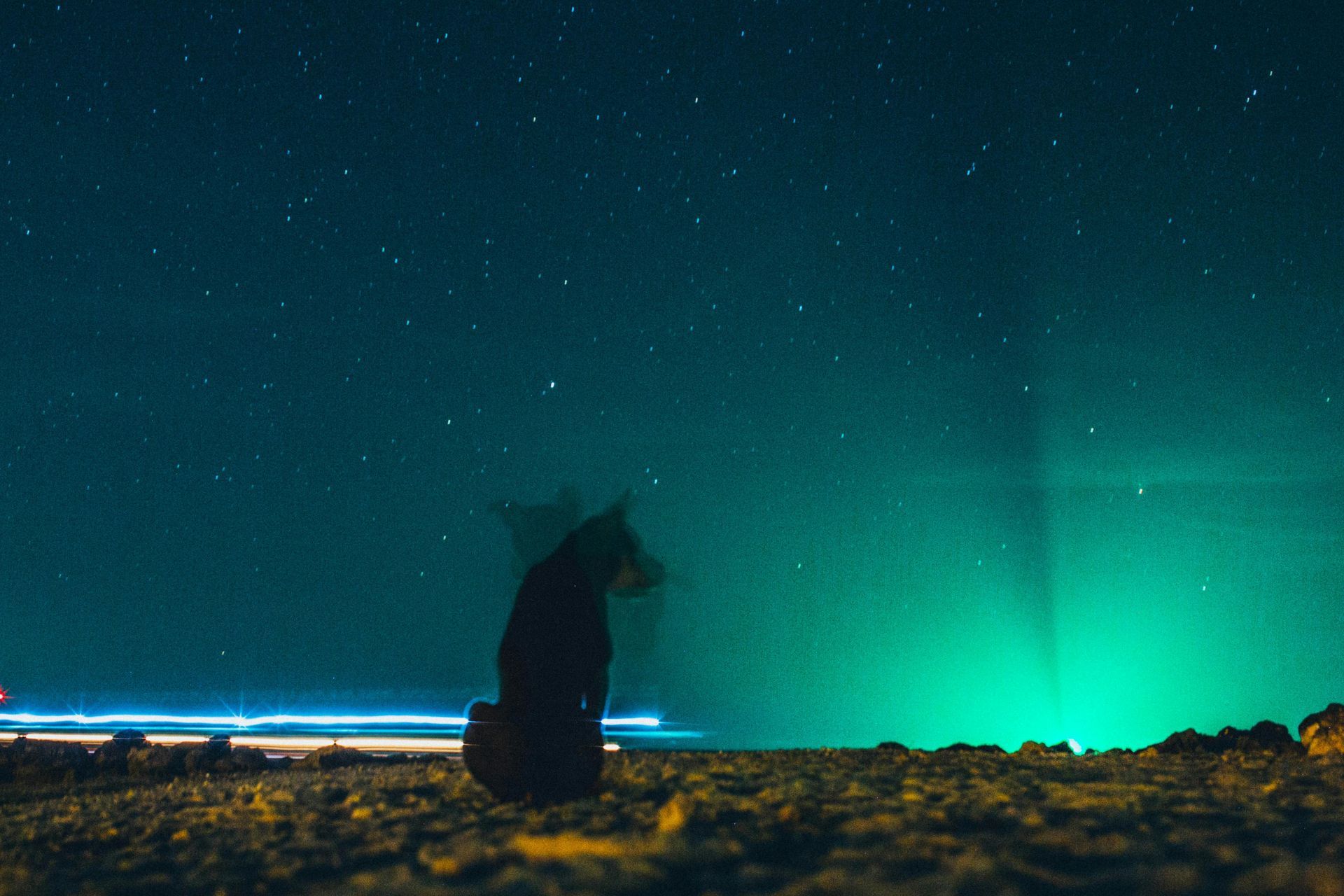Dog silhouette under night sky for blog post To the Stars