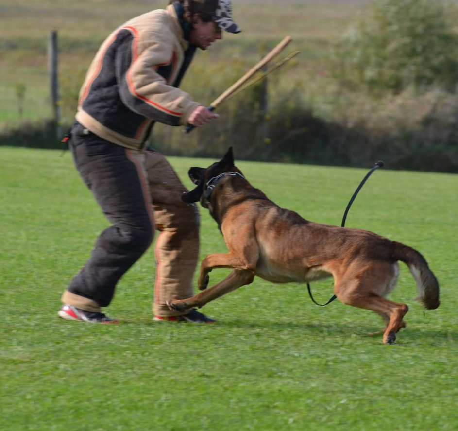 dog trainer in bourbonnais illinois