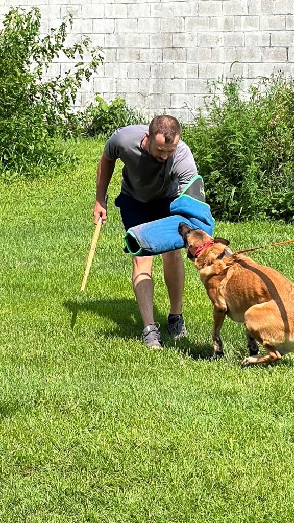 Trainer Mark Harwood teaching a dog to bite during PSA bite work training in Bourbonnais Illinois