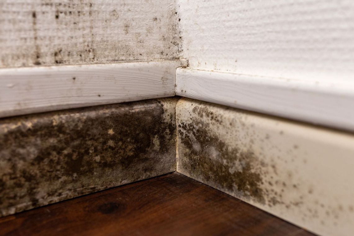Mold growth on a wall and baseboard corner above a wooden floor.