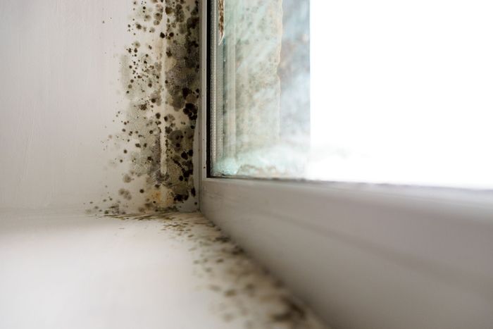 Black mold growing in the corner of a window frame and sill