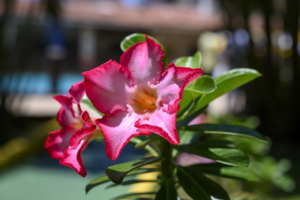 Hotel Village do Sol - Praia de Pirangi, conforto para toda a família