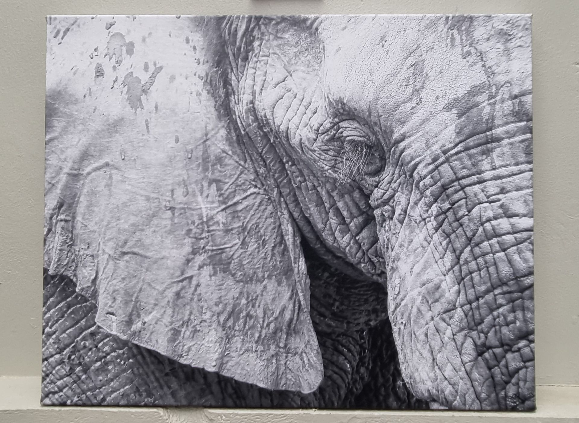Black and White Elephant
